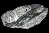 Polished Orthoceras (Cephalopod) Fossils - Morocco #96635-1